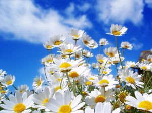 flores-brancas-na-primavera_874_1280x1024